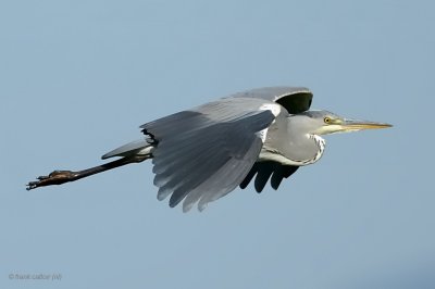 grey heron.... blauwe reiger