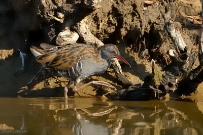 water rail.... waterral