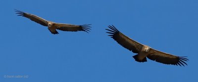 griffon vulture.... vale gier