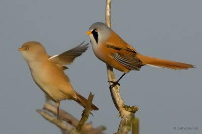 bearded tit.... baardman