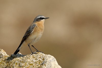 northern wheatear.... tapuit