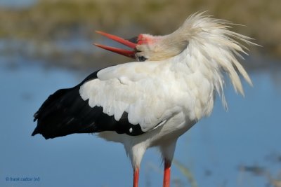 storks, spoonbills,flamingos and cranes.... ooievaars, lepelaars, flamingo's, kraanvogels