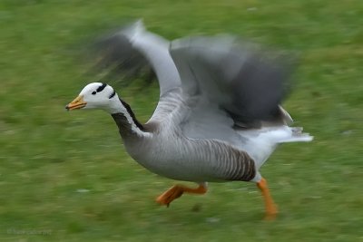 bar-headed goose.... indische gans