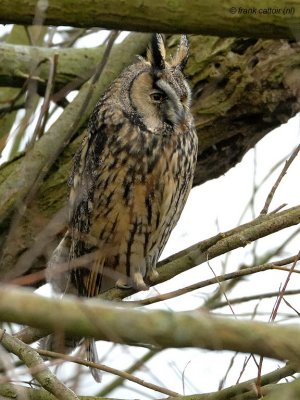 long-eared owl.... ransuil