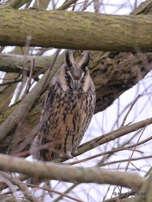 long-eared owl.... ransuil