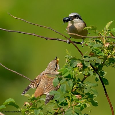 red-backed shrike.... grauwe klauwier