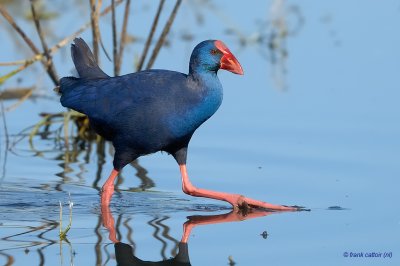 purple swamp-hen.... purperkoet