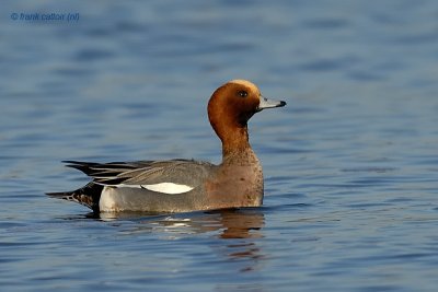 eurasian wigeon.... smient