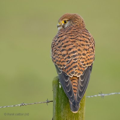 common kestrel.... torenvalk