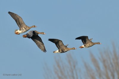 white-fronted goose.... kolgans