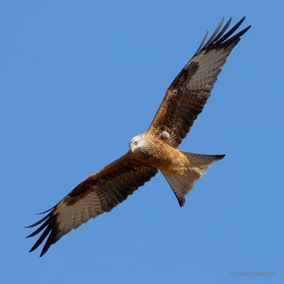 red kite, rode wouw
