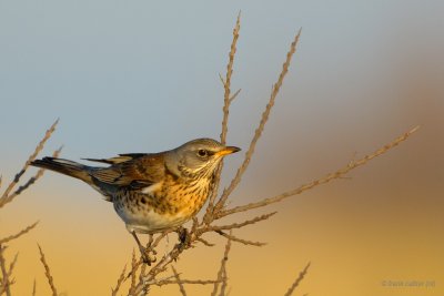 fieldfare.... kramsvogel