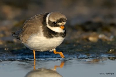 great ringed plover.... bontbekplevier