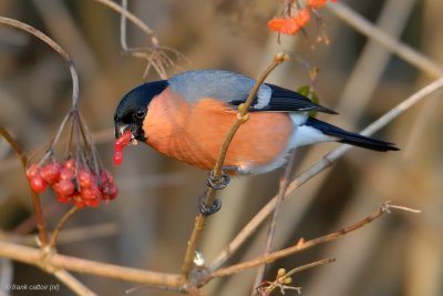 bullfinch.... goudvink