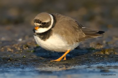 great ringed plover.... bontbekplevier