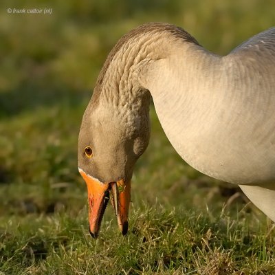 white-fronted goose.... kolgans