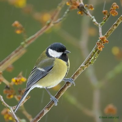 great tit.... koolmees