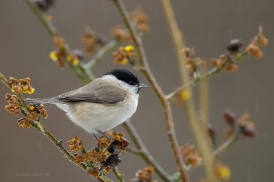 willow tit.... matkop