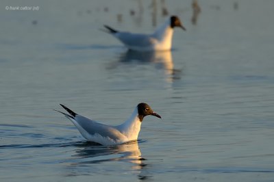 black-headed gull.... kokmeeuw