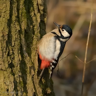 great spotted woodpecker.... grote bonte specht