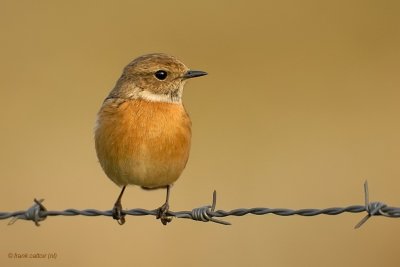 common stonechat.... roodborsttapuit