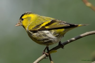 siskin.... sijs