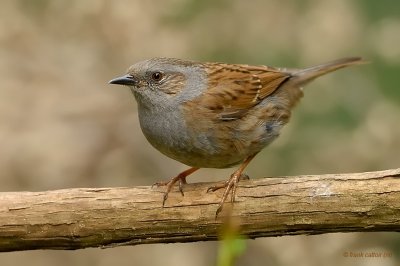 hedge accentor.... heggenmus