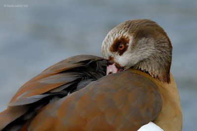 egyptian goose.... nijlgans