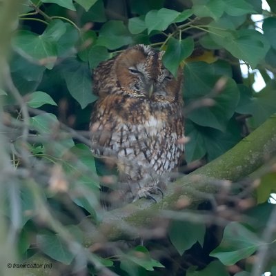 tawny owl.... bosuil