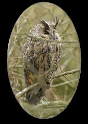 long-eared owl.... ransuil