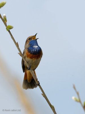 bluethroat.... blauwborst