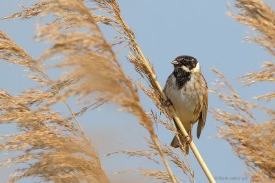 reed bunting.... rietgors