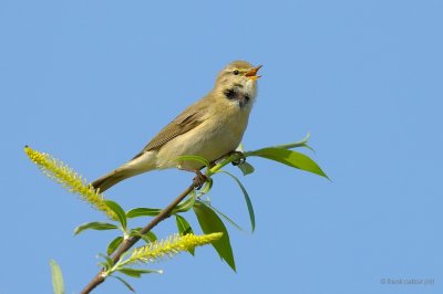 chiffchaff.... tjiftjaf