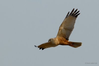 marsh harrier.... bruine kiekendief