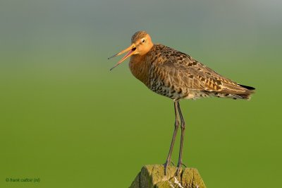 black-tailed godwit.... grutto