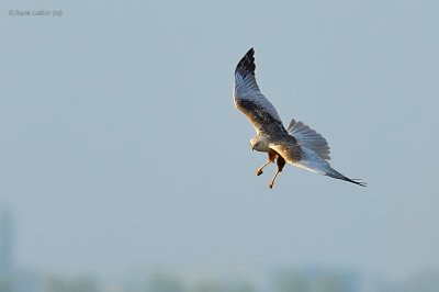 marsh harrier.... bruine kiekendief