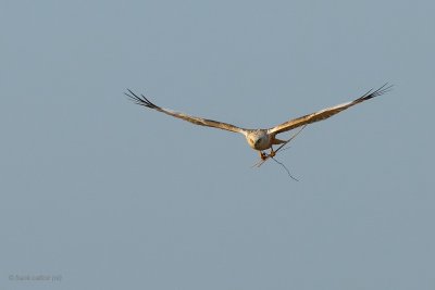 marsh harrier.... bruine kiekendief