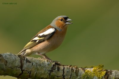 chaffinch.... vink