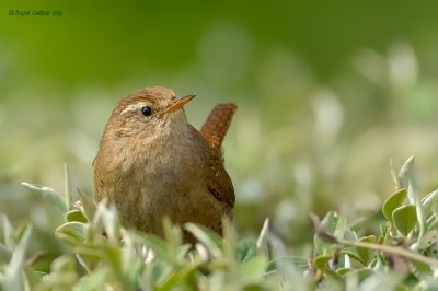 wren.... winterkoning