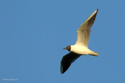black-headed gull.... kokmeeuw