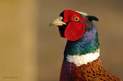 common pheasant.... fazant