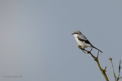 great grey shrike.... klapekster