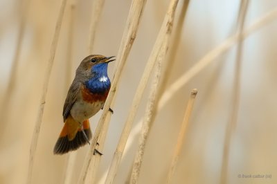 bluethroat.... blauwborst