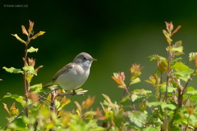 common whitethroat.... grasmus