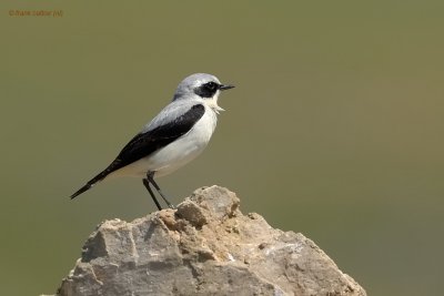 northern wheatear.... tapuit