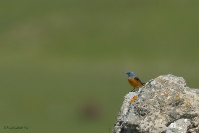 rock thrush.... rode rotslijster