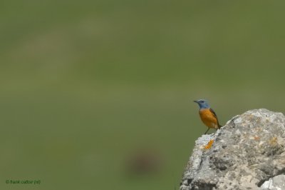 rock thrush.... rode rotslijster