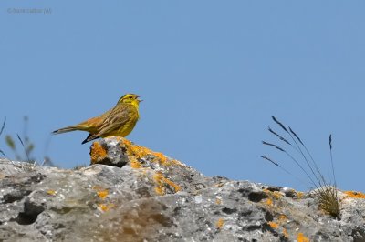 yellowhammer.... geelgors