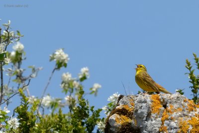 yellowhammer.... geelgors