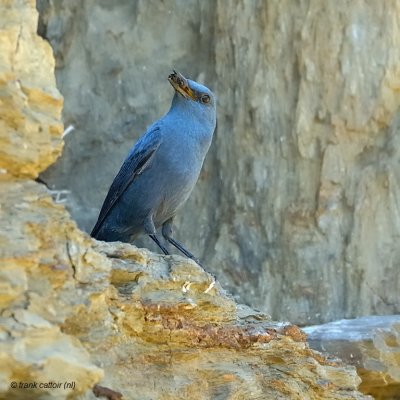 blue rock thrush.... blauwe rotslijster